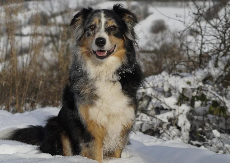 29848 Tierwelt - Australian shepherd Puzzle