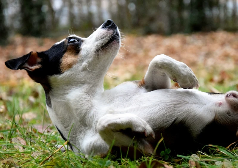 35235 Tierwelt - Hund Puzzle