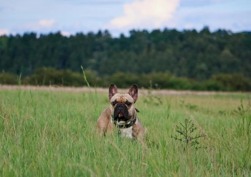 29823 Tierwelt - Französische bulldogge Puzzle