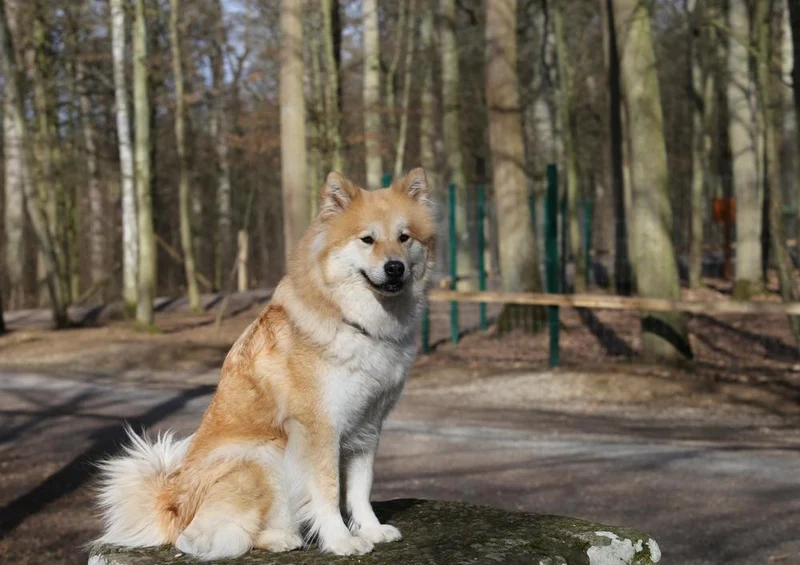 30568 Tierwelt - Eurasier Puzzle