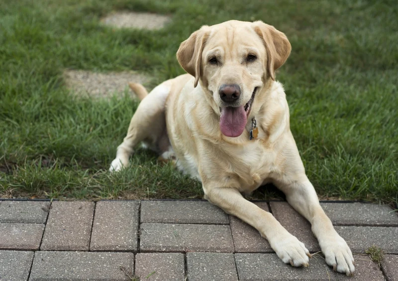 34660 Tierwelt - Labrador Puzzle