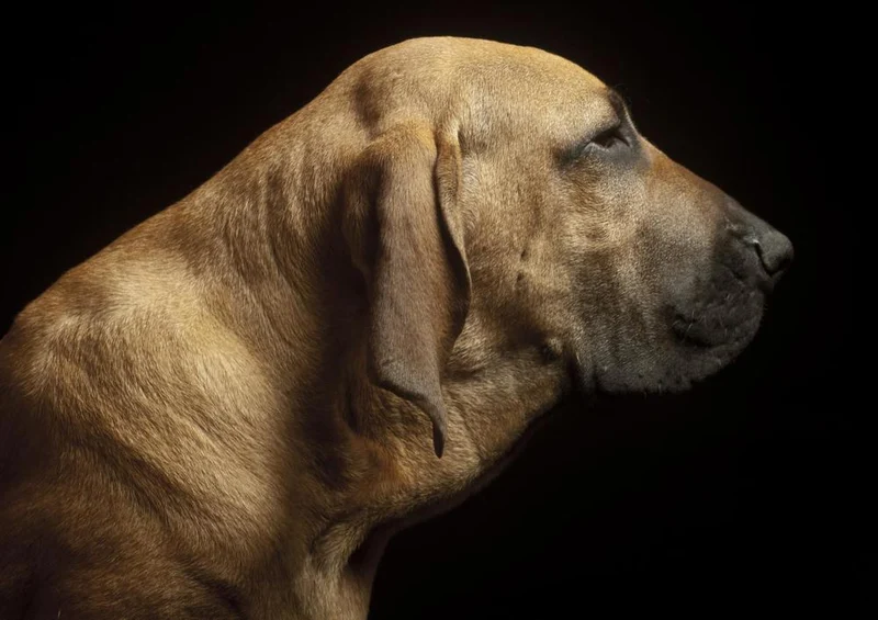 29813 Tierwelt - Hunde Puzzle