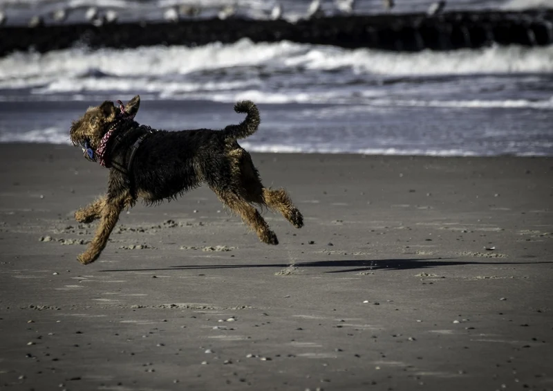 35187 Tierwelt - Hund am Strand Puzzle