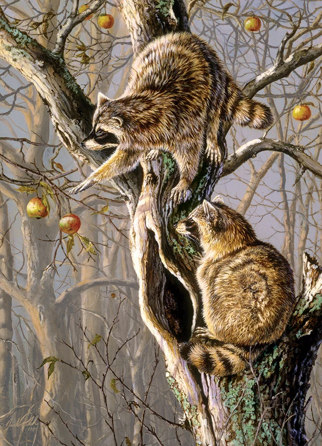 Ringtail Raiders, Jack Paluh