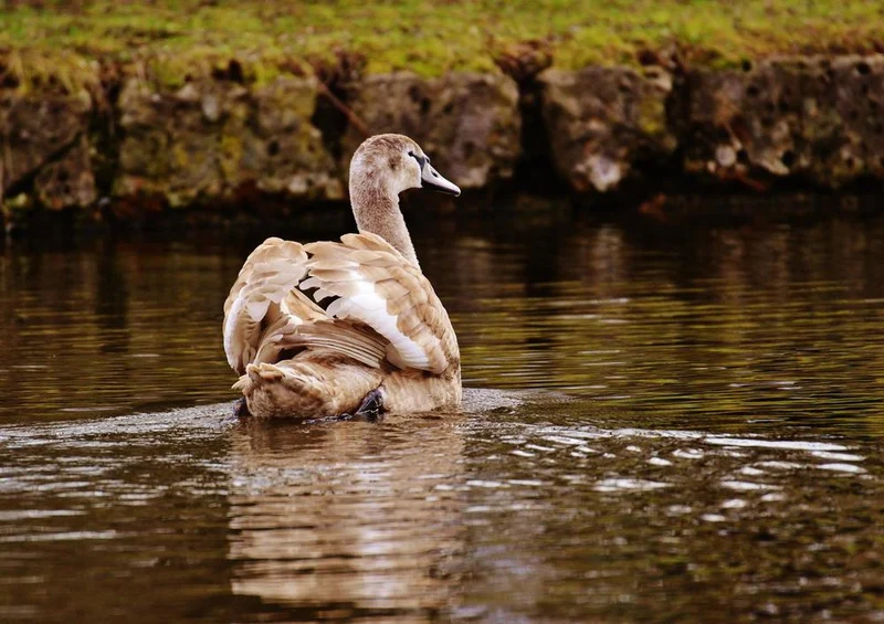 30698 Tierwelt - Schwan Puzzle