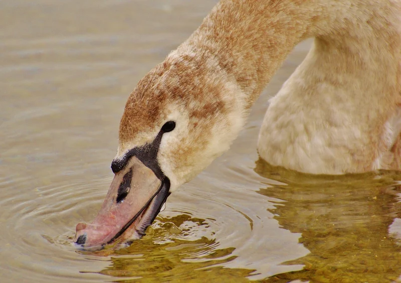 36686 Tierwelt - Schwan Puzzle