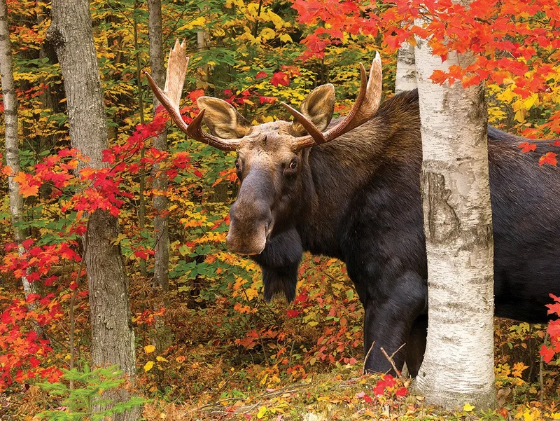 Autumn King, Mark Picard