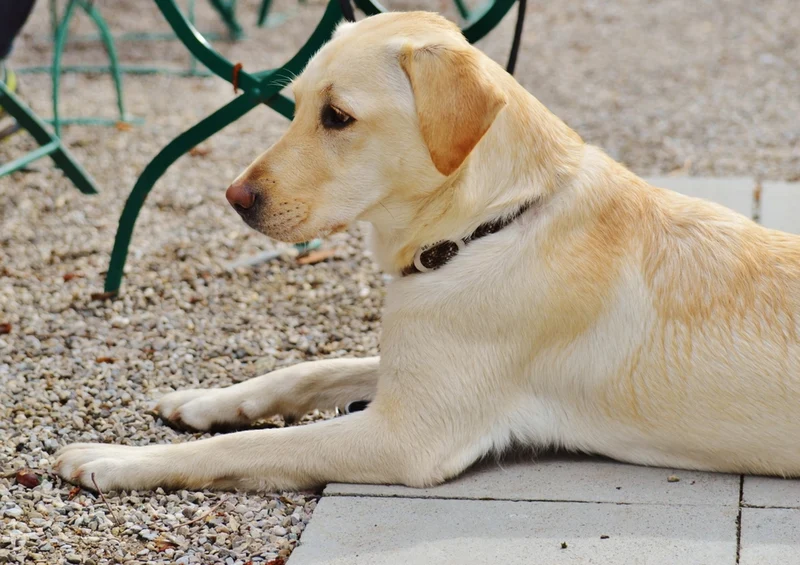 43212 Tierwelt - Labrador Puzzle