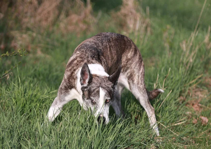 43197 Tierwelt - Hund Puzzle