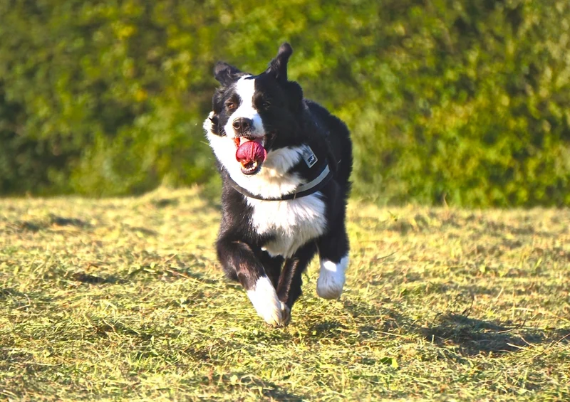 43192 Tierwelt - Hund Puzzle