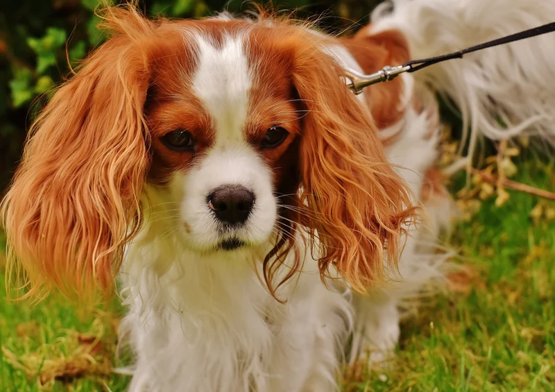 43187 Tierwelt - Hund Puzzle