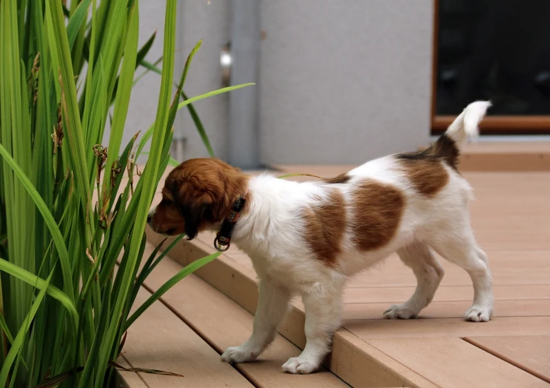 34744 Tierwelt - Hund Puzzle