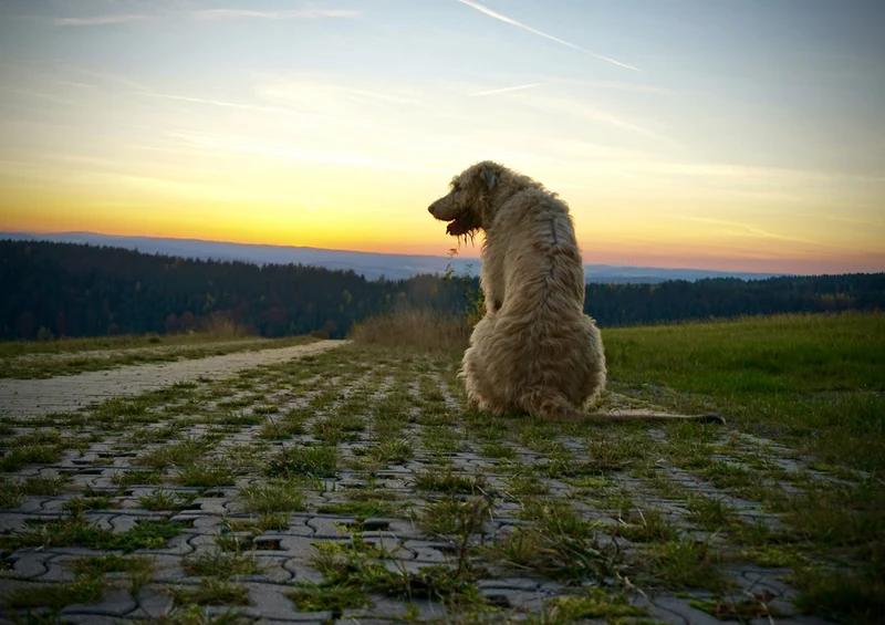 34732 Tierwelt - Sonnenuntergang Puzzle