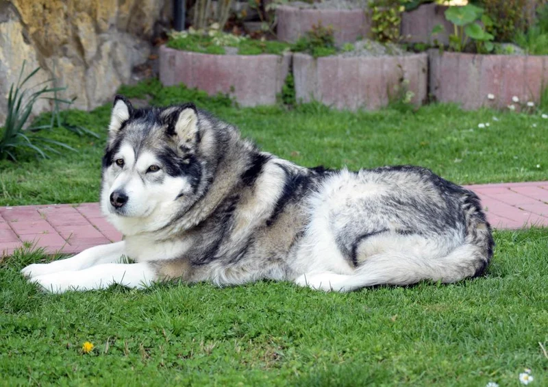 30869 Tierwelt - Huskie Puzzle