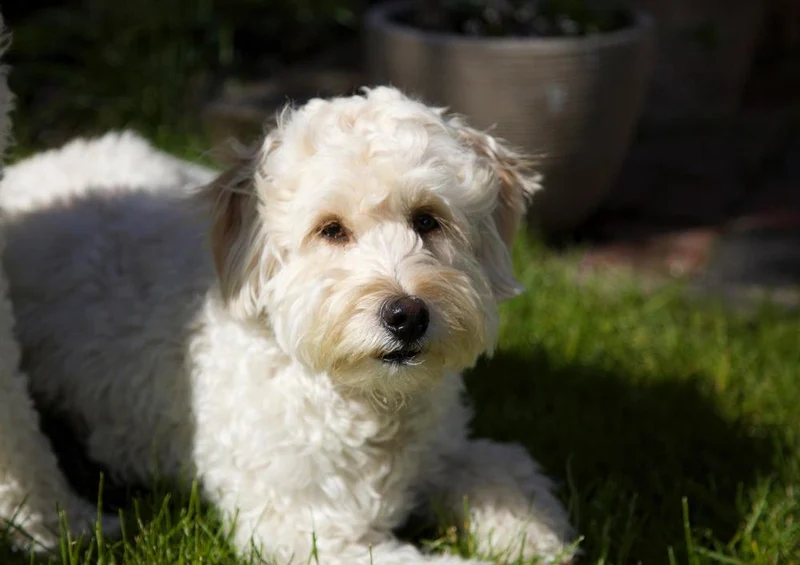 29808 Tierwelt - Hund Puzzle