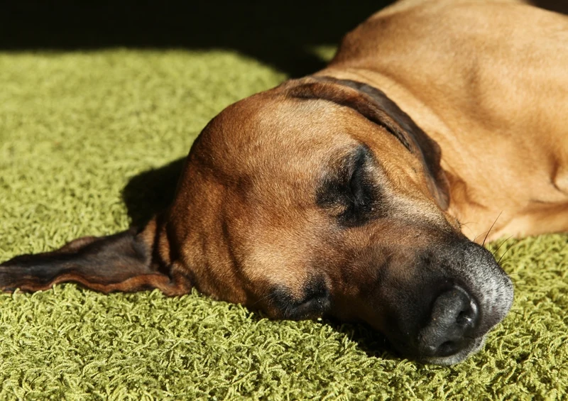 34645 Tierwelt - Hund Puzzle