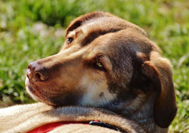 27509 Tierwelt - Hund Puzzle