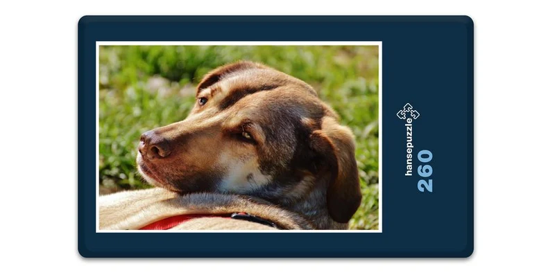 27509 Tierwelt - Hund Puzzle