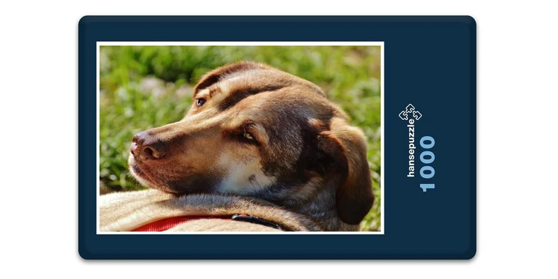 27509 Tierwelt - Hund Puzzle