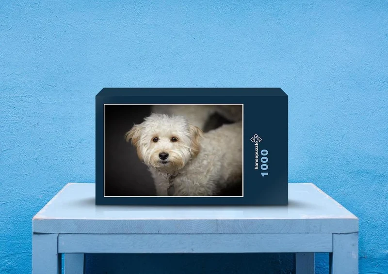 30562 Tierwelt - Labradoodle Puzzle