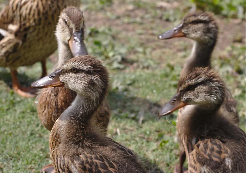 19455 Tierwelt - Enten-Küken Puzzle