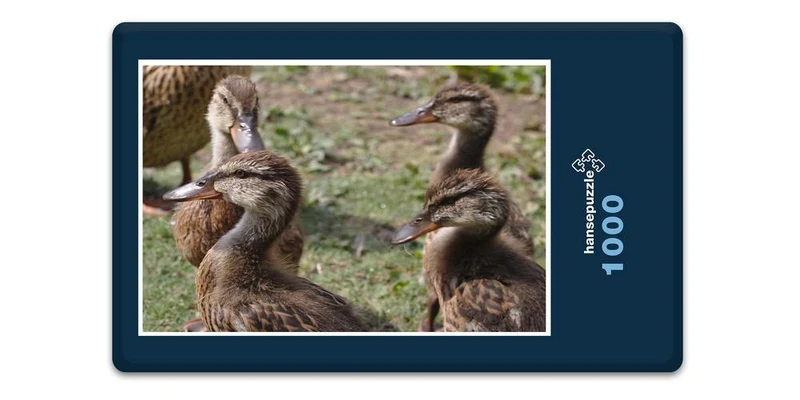 19455 Tierwelt - Enten-Küken Puzzle