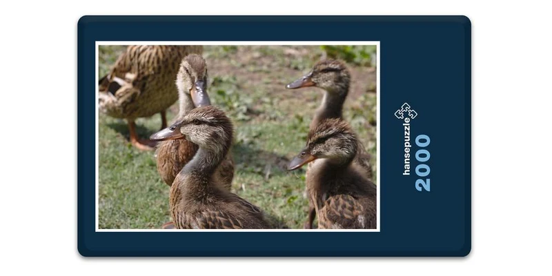 19455 Tierwelt - Enten-Küken Puzzle