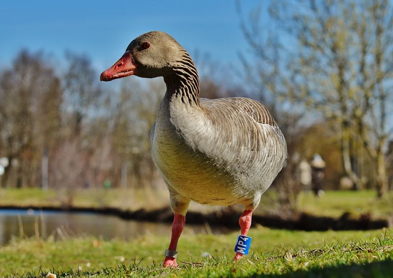 36669 Tierwelt - Gans Puzzle