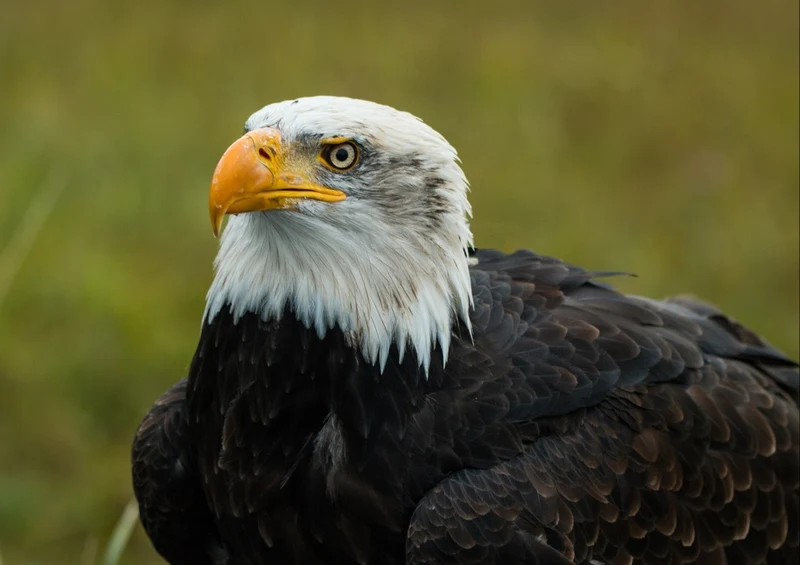 36664 Tierwelt - Adler Puzzle