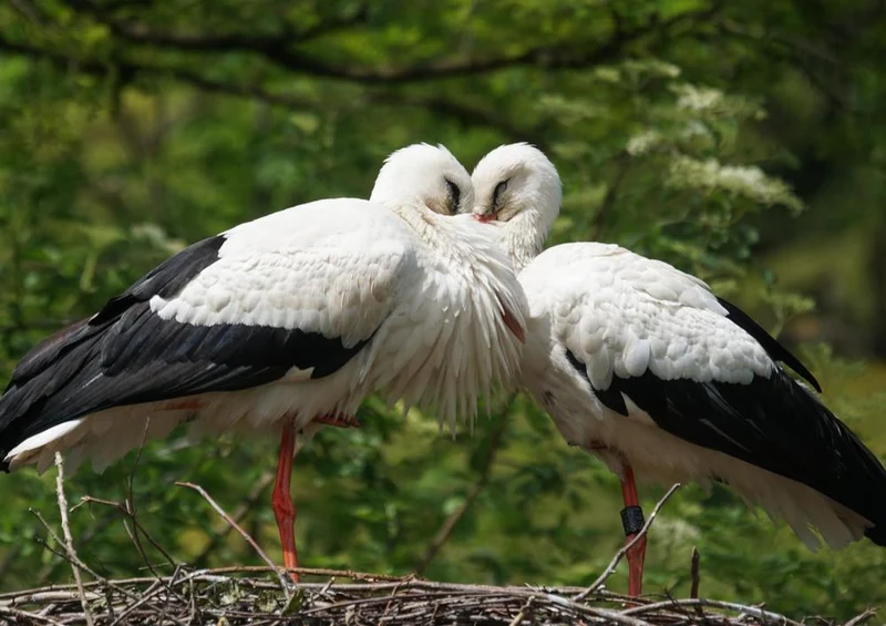 19445 Tierwelt - Storch im Nest Puzzle