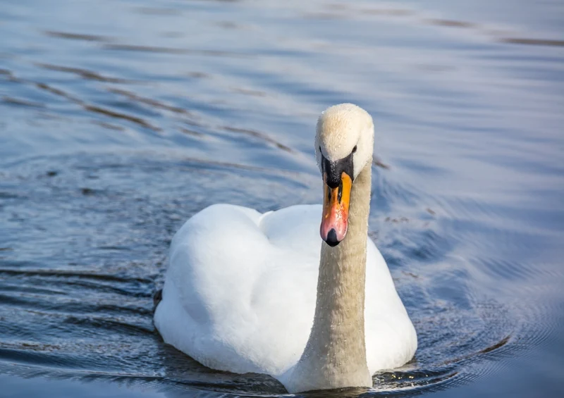 36659 Tierwelt - Schwan Puzzle