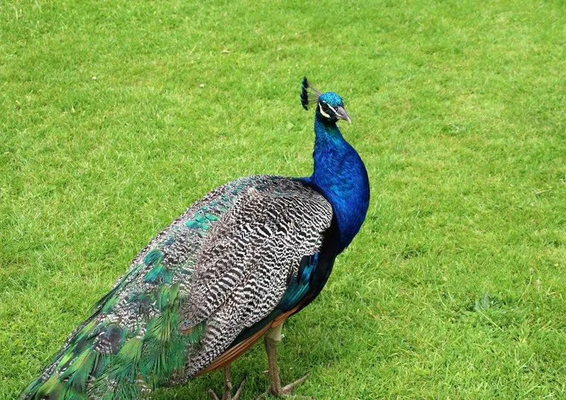 19440 Tierwelt - Pfau Puzzle