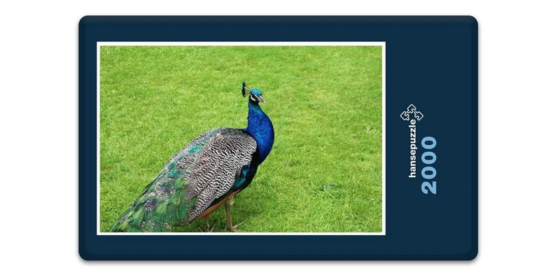 19440 Tierwelt - Pfau Puzzle