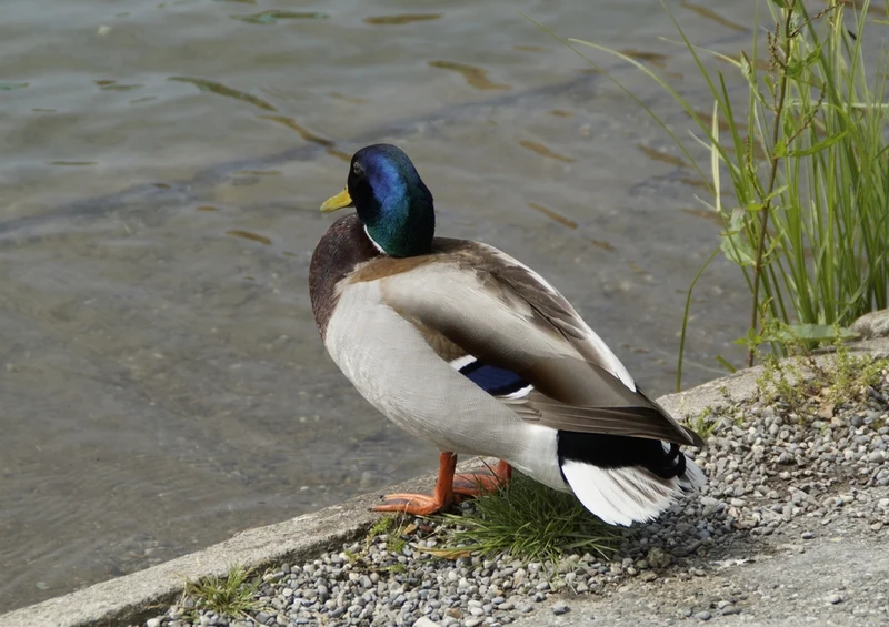 36503 Tierwelt - Ente Puzzle