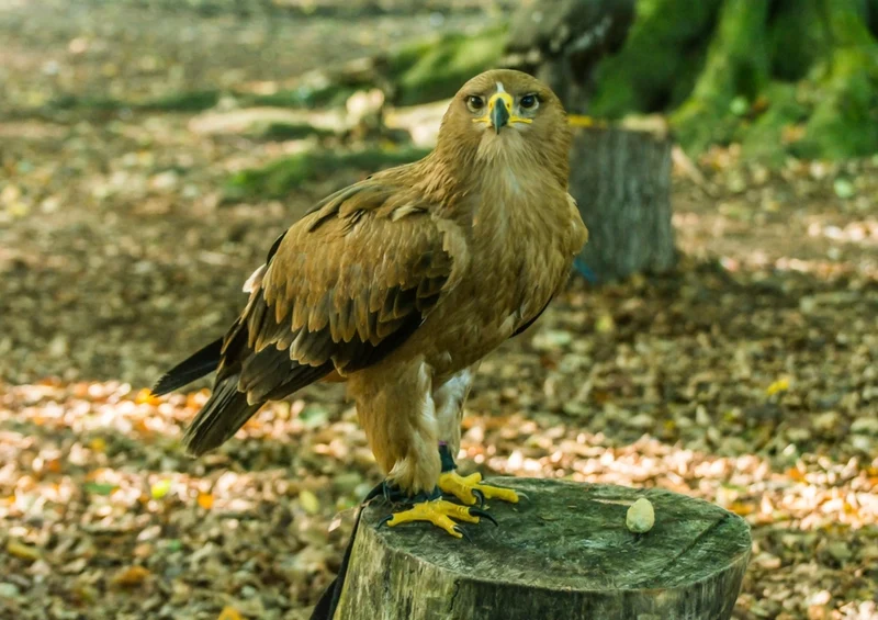 36342 Tierwelt - Adler Puzzle