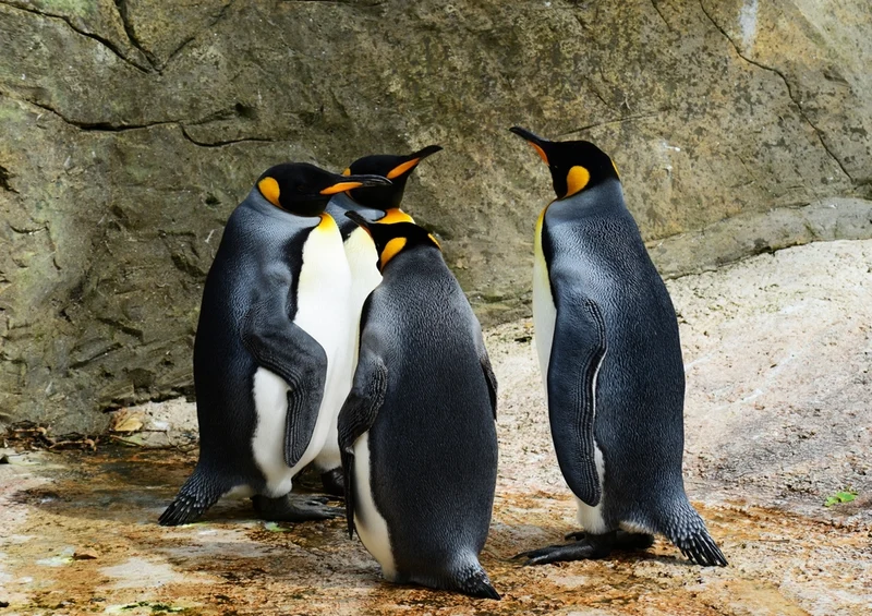 36337 Tierwelt - König pinguin Puzzle