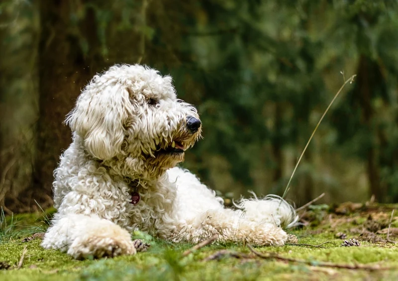 34471 Tierwelt - Hund Puzzle