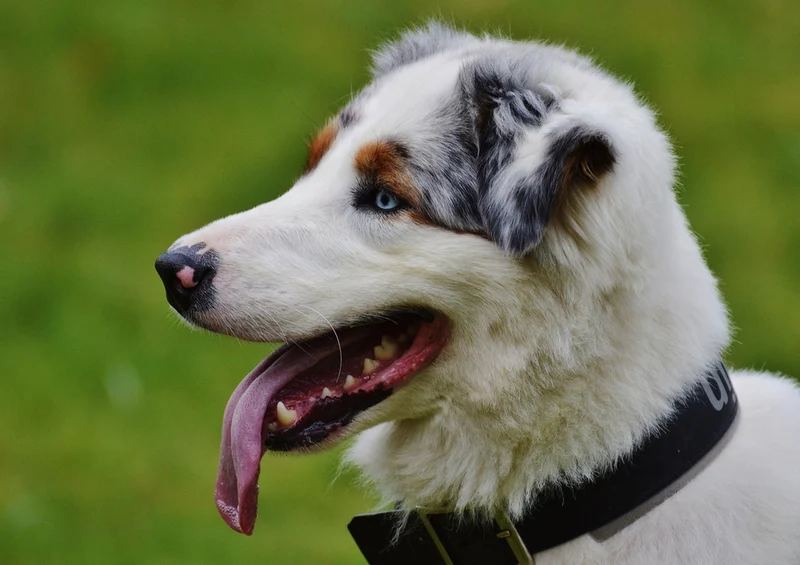 34460 Tierwelt - Hund Puzzle