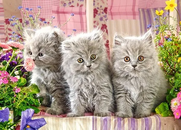 Three Grey Kittens 260 Pieces