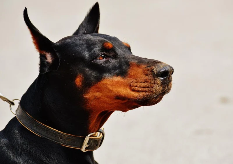 30551 Tierwelt - Dobermann Puzzle