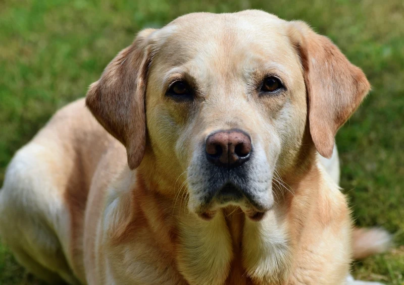34620 Tierwelt - Labrador Puzzle