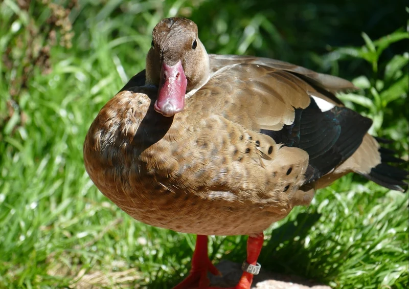 36154 Tierwelt - Stockente Puzzle