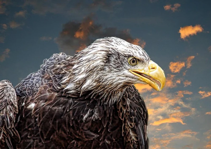 26388 Tierwelt - Weißkopf-Seeadler Puzzle