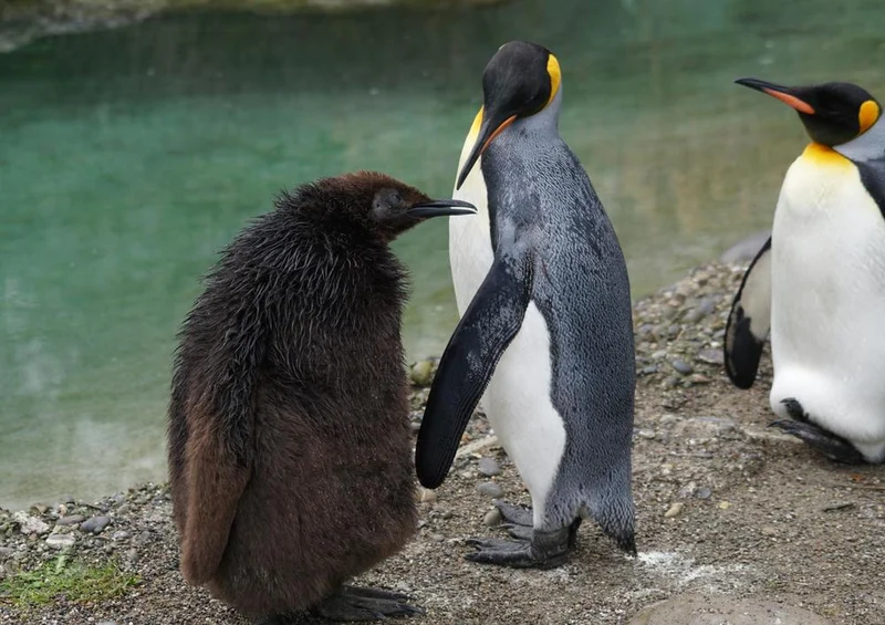 30665 Tierwelt - Königspinguin Puzzle