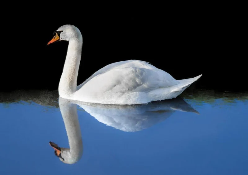 30879 Tierwelt - Schwan Puzzle