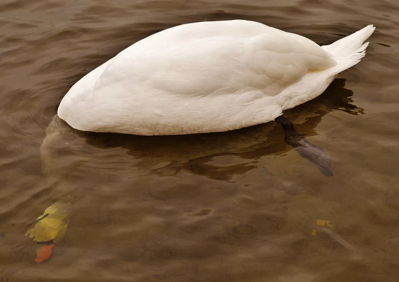 36477 Tierwelt - Schwan Puzzle