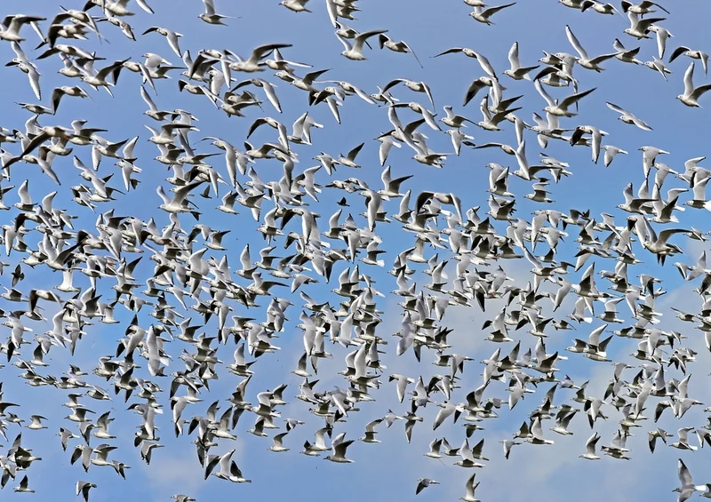 36314 Tierwelt - Vogelschwarm Puzzle