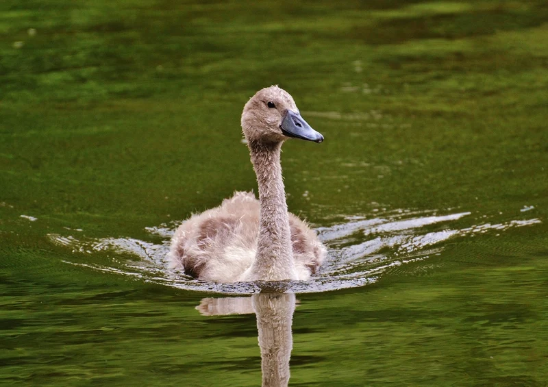 36309 Tierwelt - Schwan Puzzle