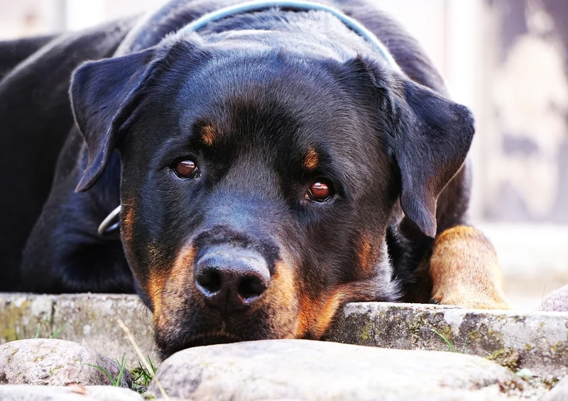 34444 Tierwelt - Hund Puzzle