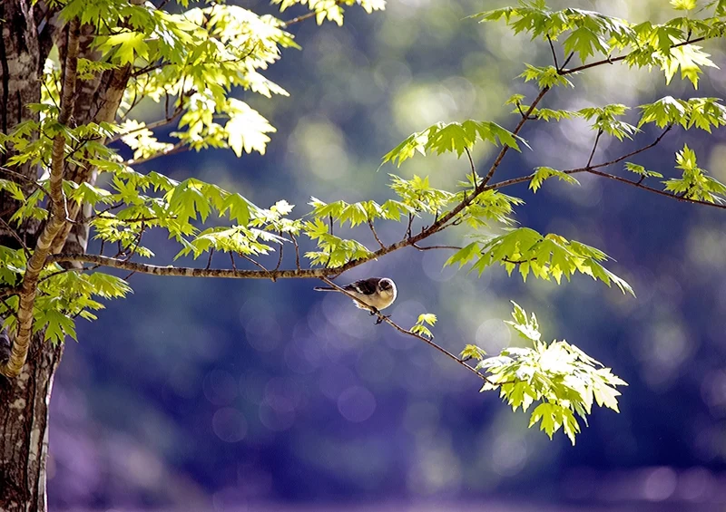 36144 Tierwelt - Vogel Puzzle